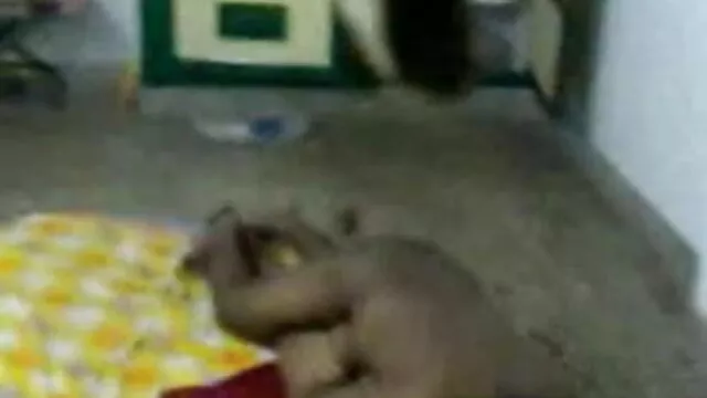 सौतेली बहन डिक आकार पर बीएफ सेक्सी मूवी बीएफ राय देता है