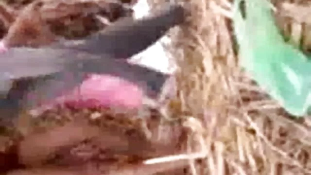 एंजिल्स सीआईडी में उसे वह पुरुष बीएफ सेक्सी मूवी एचडी गधा