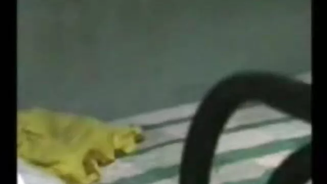 सुपर गर्म काले बालों वाली बेब खिलौने बीएफ मूवी सेक्सी में उसे गीला योनी